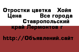 Отростки цветка  “Хойя“ › Цена ­ 300 - Все города  »    . Ставропольский край,Лермонтов г.